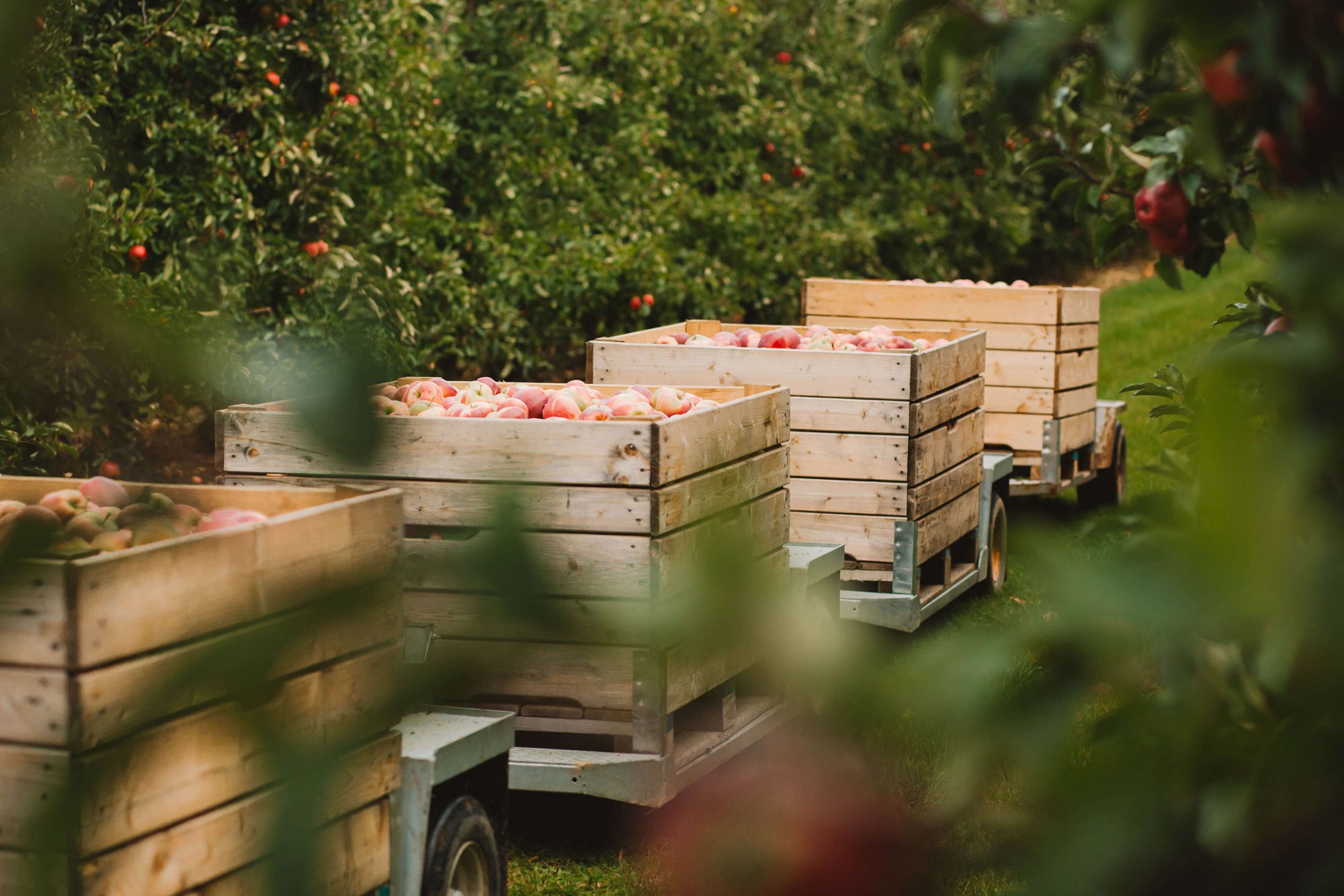 Apples