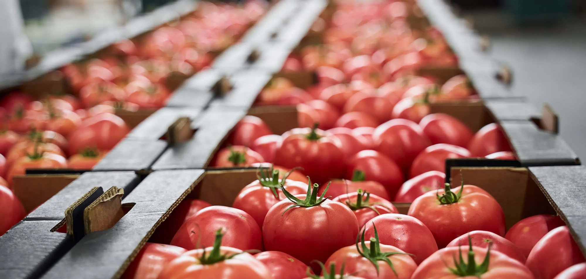 Tomatoes